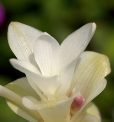Curcuma caulina