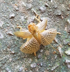 Ocellarnaca