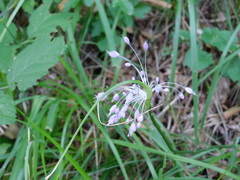 Allium carinatum pulchellum
