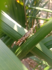 Stenocatantops cornelii