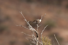 Pomatostomus ruficeps