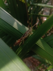 Stenocatantops cornelii