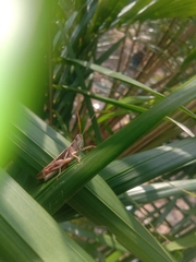 Stenocatantops cornelii