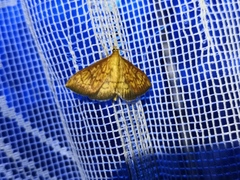 Ecpyrrhorrhoe rubiginalis
