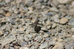 Cicindela limbalis