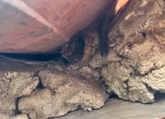 Eptesicus serotinus