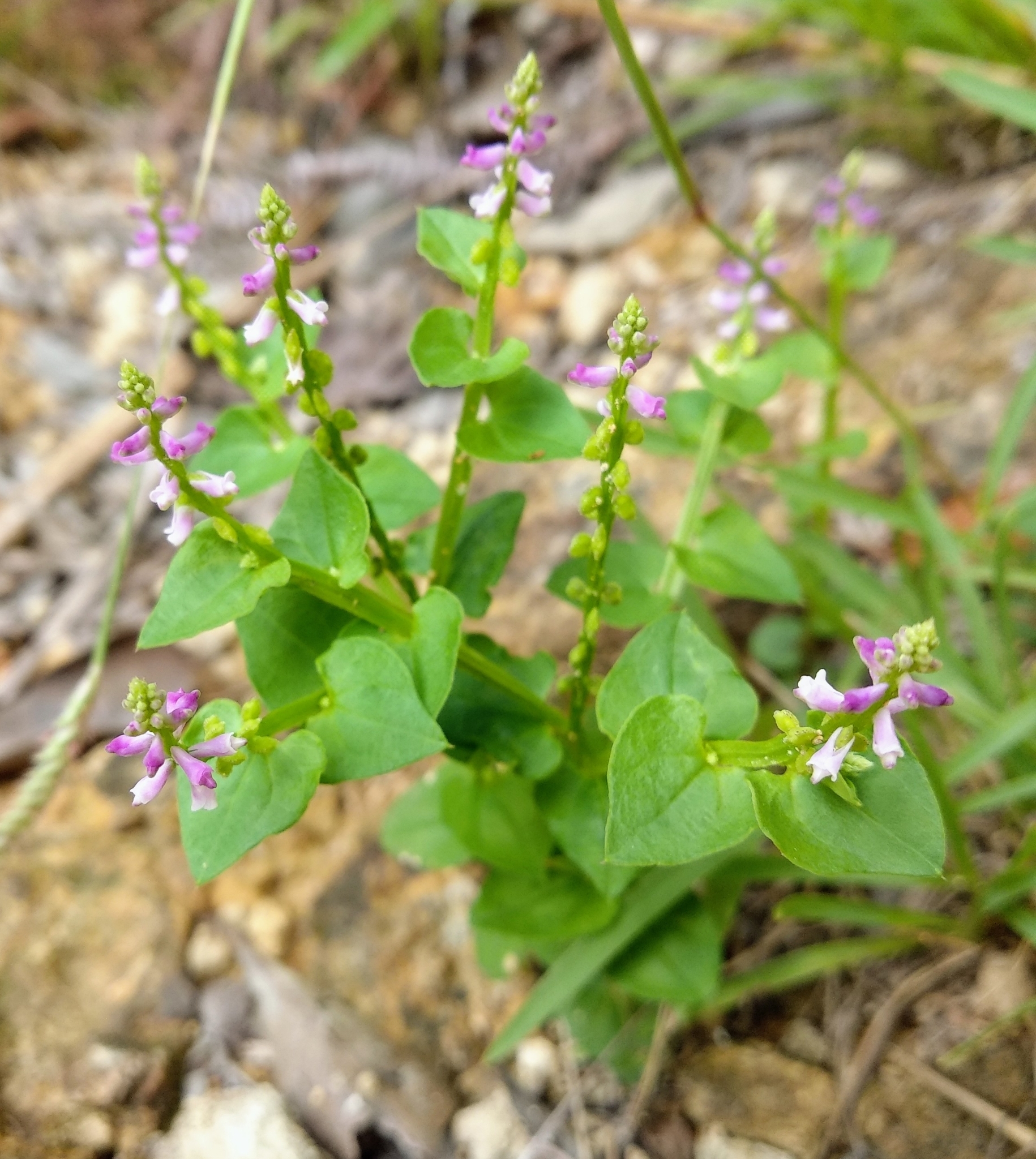 Salomonia cantoniensis