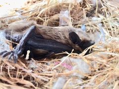 Eptesicus serotinus