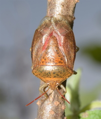 Ascra conspersa