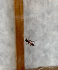 Myrmarachne elongata