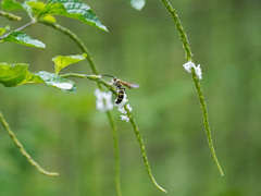 Campsomeriella
