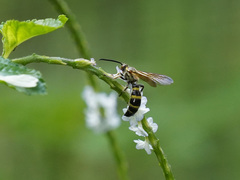 Campsomeriella