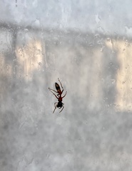 Myrmarachne elongata