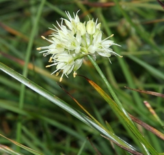 Allium ochroleucum
