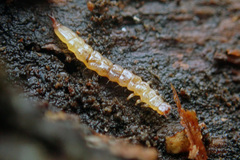 Pediacus dermestoides