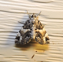 Cutina distincta
