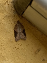 Acleris laterana