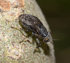 Stictomyia longicornis