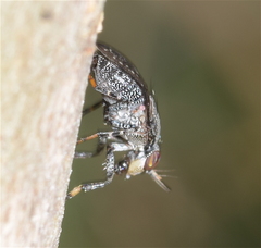 Stictomyia longicornis