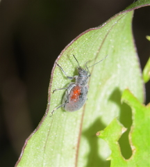 Neofidia humeralis