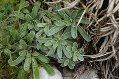 Saxifraga hostii