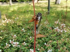 Cryptotympana facialis