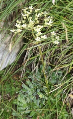 Saxifraga hostii