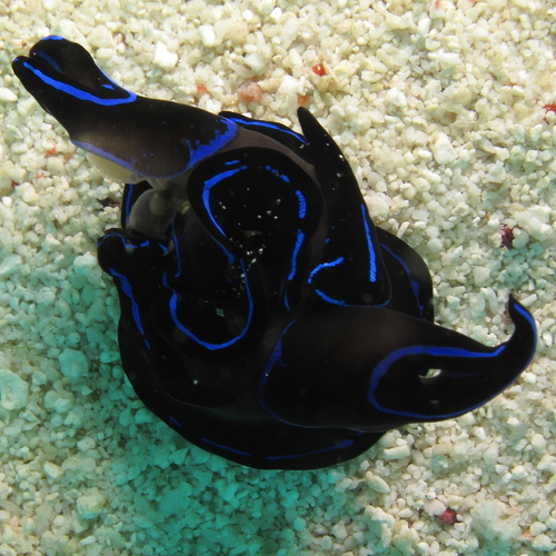 Chelidonura varians