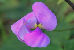 Dipogon lignosus