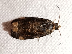 Endothenia