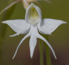 Habenaria rariflora