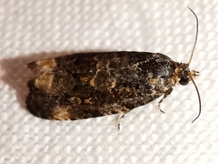 Endothenia
