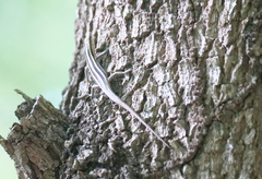 Cryptoblepharus renschi