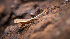 Lecithocera aulicousta