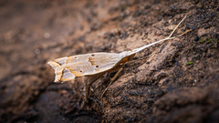 Lecithocera aulicousta