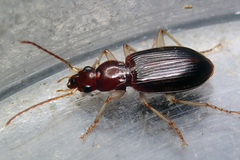 Paranchus albipes