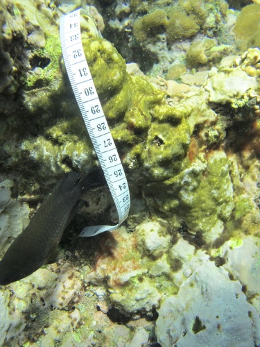 Stegastes diencaeus