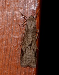 Graphosia stenopepla