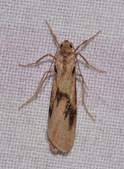 Graphosia stenopepla