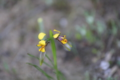 Diuris palustris