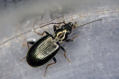 Bembidion tibiale