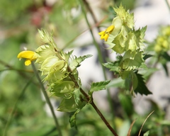 Rhinanthus glacialis