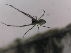 Tylorida