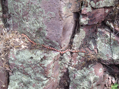 Lampropeltis knoblochi