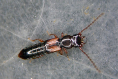 Siagonium quadricorne