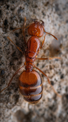 (c) Reynante Martinez, some rights reserved (CC BY), uploaded by Reynante Martinez