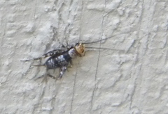 Allonemobius maculatus