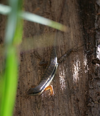 Sphenomorphus melanopogon