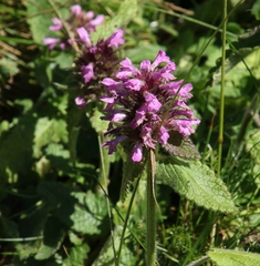 Betonica hirsuta