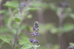 Salvia melissodora